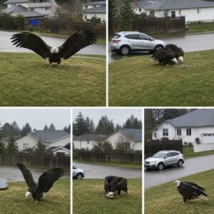 Giant Eagle captured in Bro!