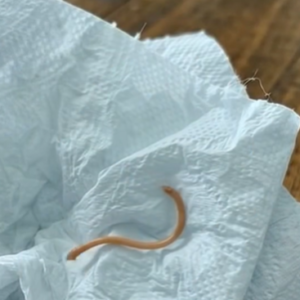 I FOUND A WRITHING PARASITE IN MY DINNER AND ALMOST VOMITED UNTIL I LOOKED CLOSER
